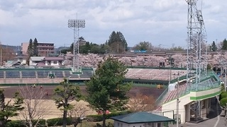 sakura (1).JPG