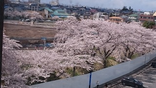 sakura (3).JPG